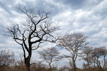 Leafless bare trees on cloudy sky background, deciduous plants in African savannah