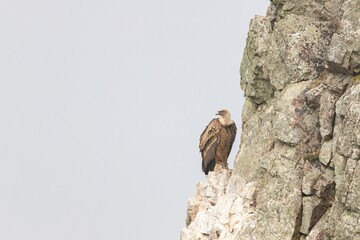 Griffon vulture (Gyps fulvus) perched on rocks, in Monfragüe natural park, Extremadura, Spain.