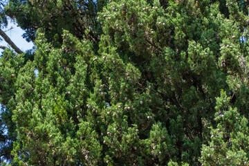 Fototapeta premium Huge number of cones on green branches of large Cupressus sempervirens (Mediterranean cypress) near Festival concert hall in Sochi. Old Italian cypress or pencil pine grows on Black Sea embankment