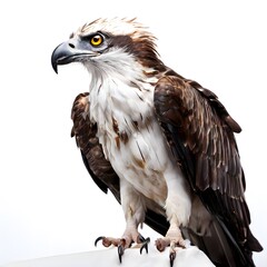 Obraz premium beautiful animal in a studio isolated wild life