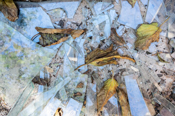 Shards of broken glass on concrete among dry leaves and earth. Shards of a broken window. House destruction.