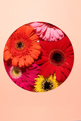 Colorful gerbera flowers, floral background, flora concept