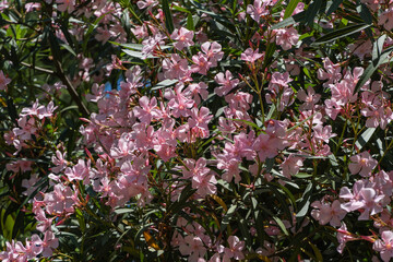 Landscape park in the center of Sochi. Huge oleander bushes with many pink flowers on a blurred...