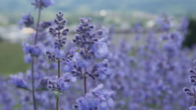 Flowers swaying in the breeze in Furano, Japan 2024.