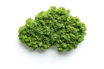 Obraz premium A green plant is growing on a white background