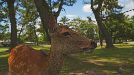 deer in the park