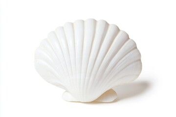 A close-up shot of a shell on a white background, perfect for use in still life photography or as a decorative element