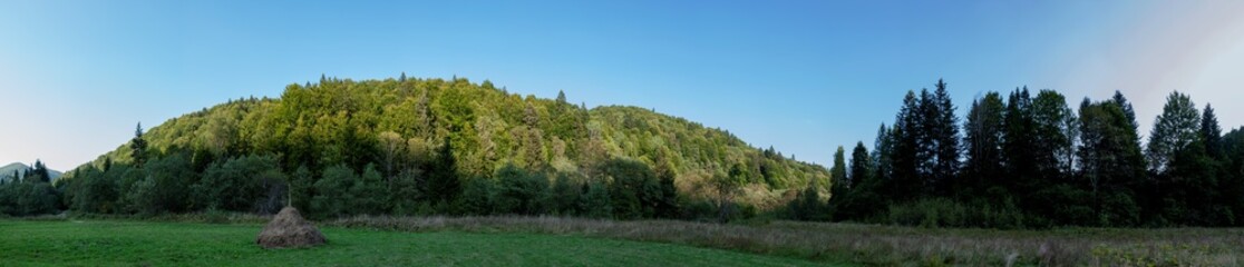 Obraz premium A picturesque panorama of a European spruce forest, a summer day, a clearing and beautiful sunlight on tall trees.