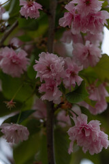 Flower photography captured in full bloom or in the quiet stages of bud or wilting