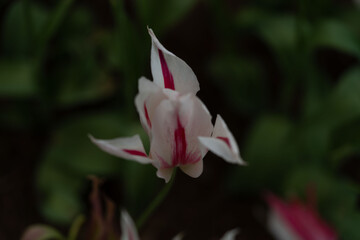 Flower photography captured in full bloom or in the quiet stages of bud or wilting