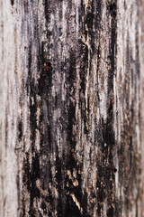 The wood has a texture with vertical stripes that range from light brown to dark brown and black.