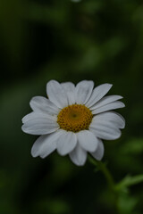 Obraz premium Flower photography captured in full bloom or in the quiet stages of bud or wilting