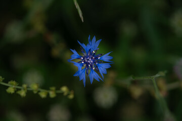 Flower photography captured in full bloom or in the quiet stages of bud or wilting