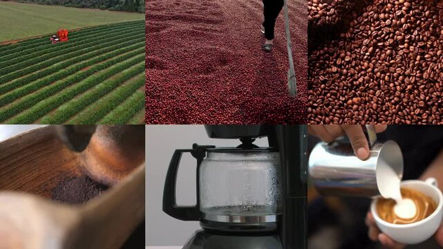 Coffee journey step by step process from cultivation at a plantation to careful bean harvesting drying under the sun roasting grinding brewing and serving a fresh aromatic cup at a cafe 