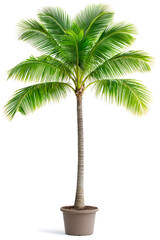 Obraz premium Coconut Palm Tree Isolated on White Background