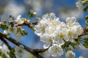 Obraz premium cherry tree blossom