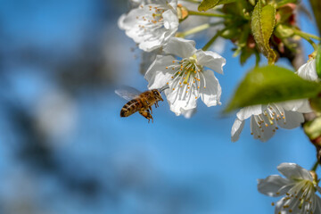 cherry tree blossom