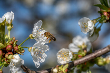 cherry tree blossom