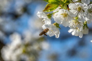 cherry tree blossom