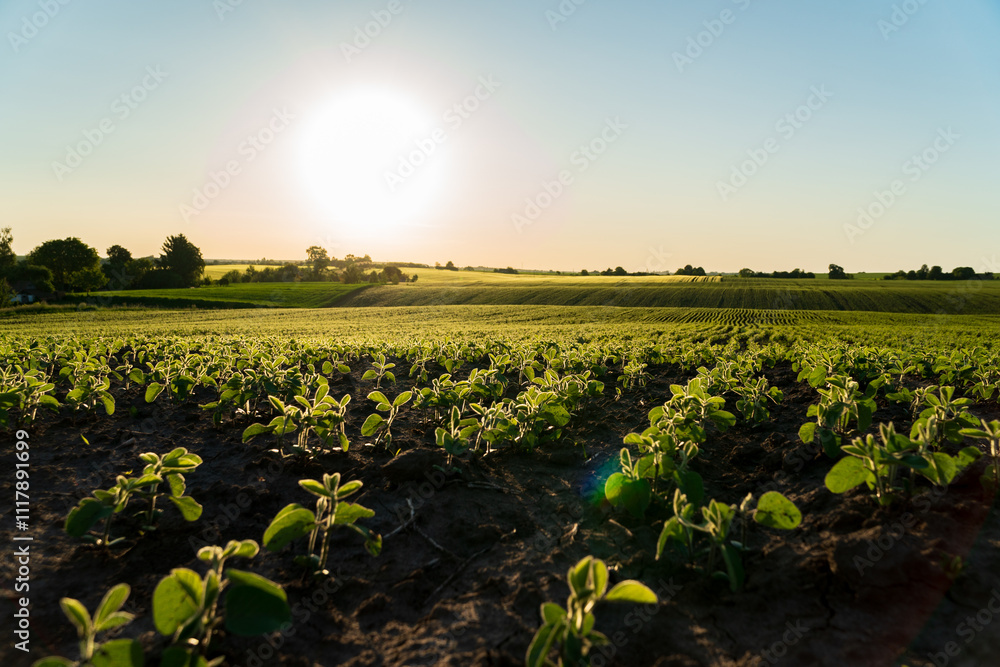 Wall mural A vibrant soybean field flourishes in the warm summer sun, with lush green plants and numerous pods indicating a bountiful harvest. The horizon glows as day transitions to evening