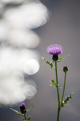 水面のキラキラをバックにノアザミの花