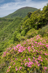 ピンクのツツジの花と韓国岳
