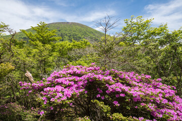 韓国岳と赤紫色のツツジの花