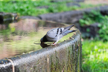 Pigeon Drinking Water From a Stone Fountain in a Lush Park Setting, Capturing a Serene Moment of Urban Wildlife in a Tranquil Natural Environment With Sunlight Reflecting on the Surface