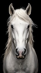 Elegant portrait of a white horse with flowing mane set against a dramatic black background
