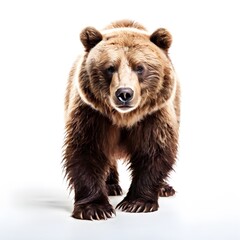 Fototapeta premium beautiful animal in a studio isolated wild life