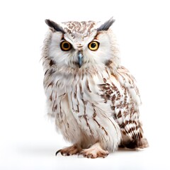 Obraz premium beautiful animal in a studio isolated wild life