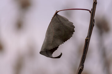 one dry leaf on a branch