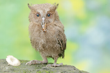 A young Javan scops owl preys on a cricket with gusto. This nocturnal bird has the scientific name...