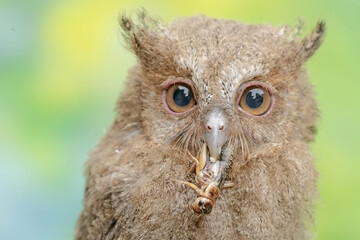 A young Javan scops owl preys on a cricket with gusto. This nocturnal bird has the scientific name Otus lempiji.