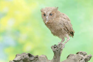 A young Javan scops owl preys on a cricket with gusto. This nocturnal bird has the scientific name Otus lempiji.