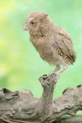 A young Javan scops owl preys on a cricket with gusto. This nocturnal bird has the scientific name Otus lempiji.