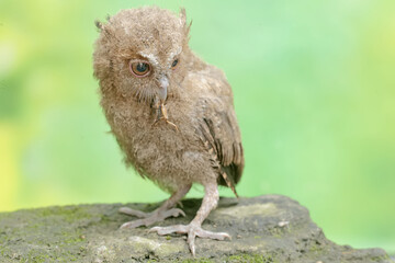 A young Javan scops owl preys on a cricket with gusto. This nocturnal bird has the scientific name Otus lempiji.