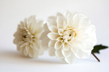 Close-Up of White Flower in Focus with Soft White Background