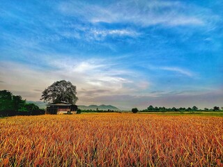 The Abundant Golden Rice field in countryside under a vast blue sky with wispy clouds, featuring a solitary tree and a small hut, evoking tranquility. Nature and agriculture images for Background. 