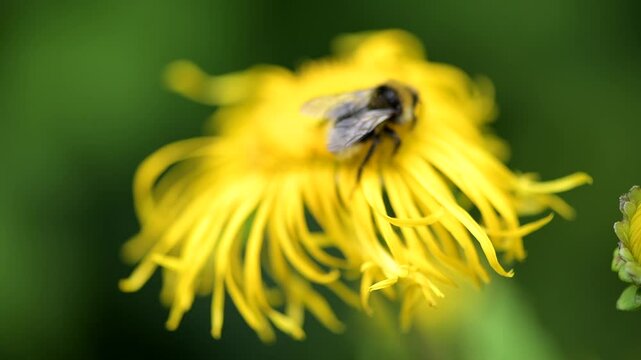 Small bee pollinates bright yellow flower in spring forest morning light