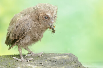 A young Javan scops owl preys on a cricket with gusto. This nocturnal bird has the scientific name Otus lempiji.