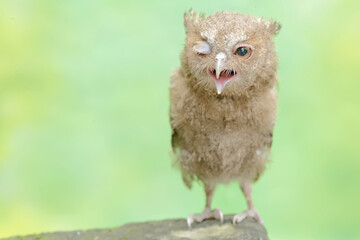 A young Javan scops owl preys on a cricket with gusto. This nocturnal bird has the scientific name...