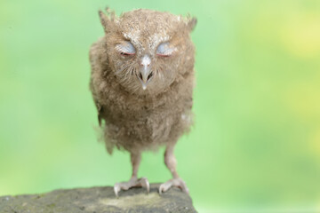 A young Javan scops owl preys on a cricket with gusto. This nocturnal bird has the scientific name...