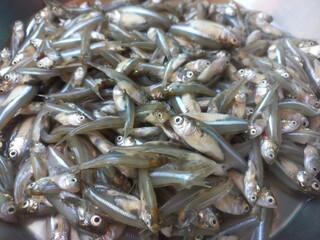 Haldi namak ka mishran kiya hua  choti machli,fresh pond small fish of steel pot,Lots of small fish...