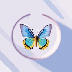 butterfly spread wings and sitting illustration