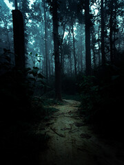 Fototapeta premium Pathway into the Mist