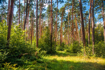 A magical forest with large pine trees in sunny weather.