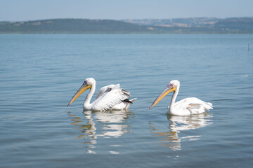 Animals tells a unique story through its expressions, movements, and environment. 