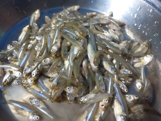 Haldi namak ka mishran kiya hua  choti machli,fresh pond small fish of steel pot,Lots of small fish...