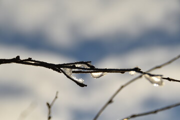 This tree branch in nature is frozen in late autumn day.